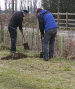 Volunteers digging out the busway hedging strip