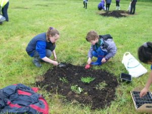 Junior school wildflower planting
